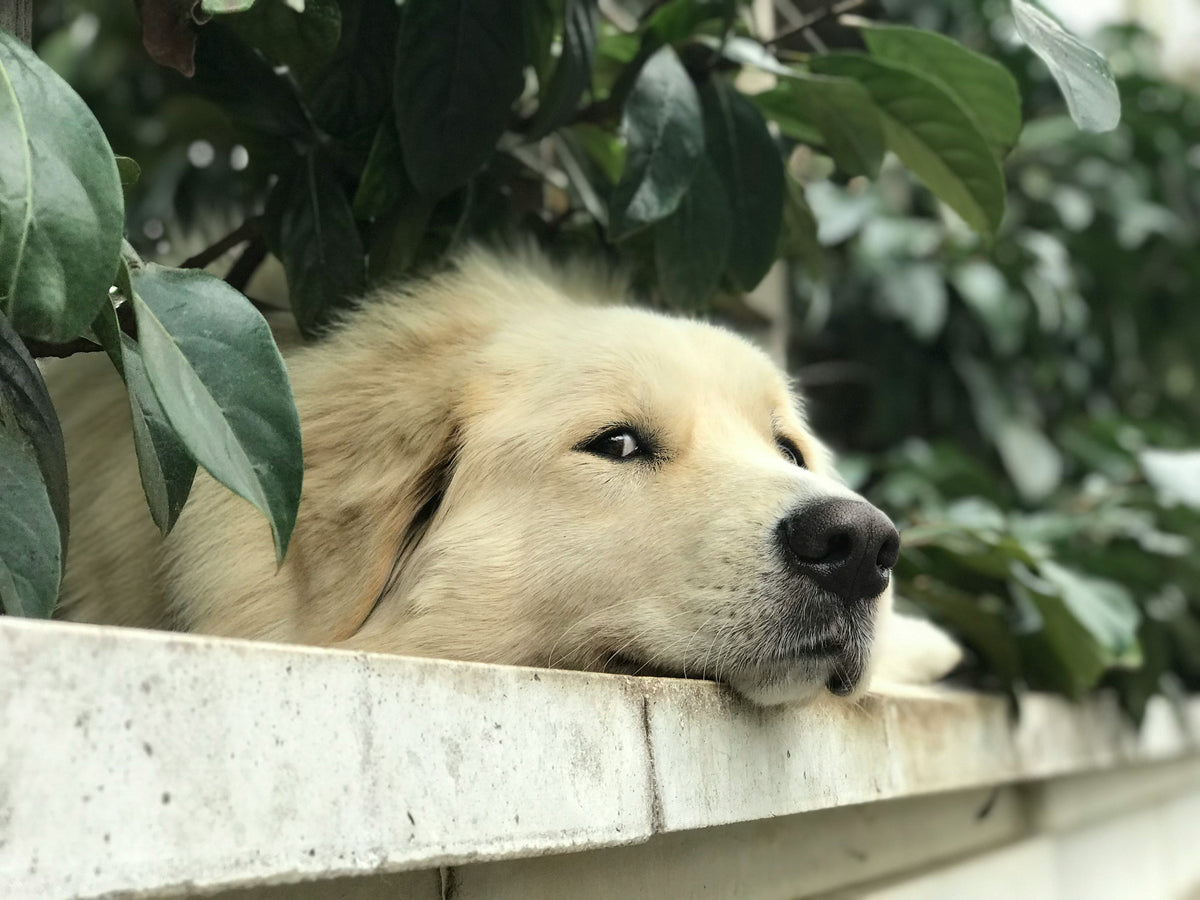 Eco-friendly ways to honour a pet’s memory