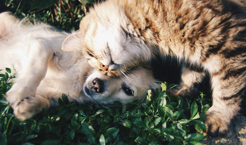 What to Expect When Sending Fur, Hair or Ashes for Memorial Jewellery - Fur & Forever