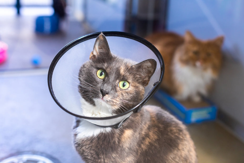 Throughout our localised network of 20 branches and Cat Centres across South East England we are making a better life for cats, because life is better with cats